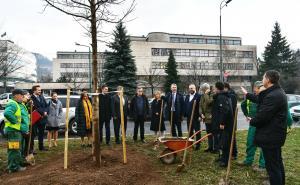 Foto: A.K./Radiosarajevo.ba / Posađeno novo drvo